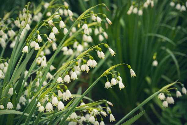 Close up of Snowflake flowers