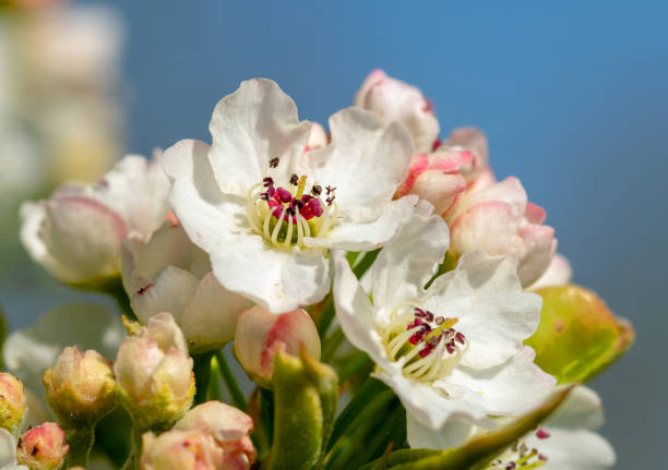 Macro photograph of white pear blossom against a blue sky