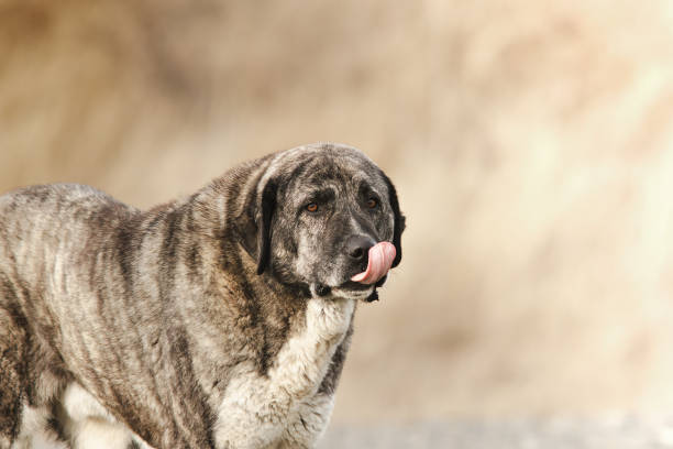 portrait of an asian shepherd dog, the kangal, a great and powerfull guard dog