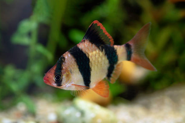 istock tiger barb in freshwater tank 1945404156