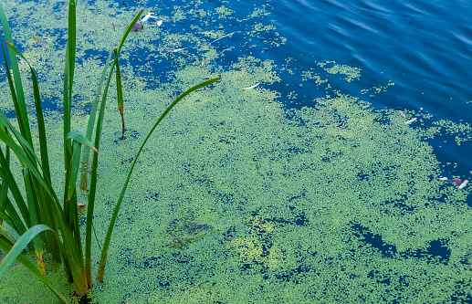 Duckweed aquatic plant floating on water and cattail leaves in a quiet backwater of a river, Ukraine