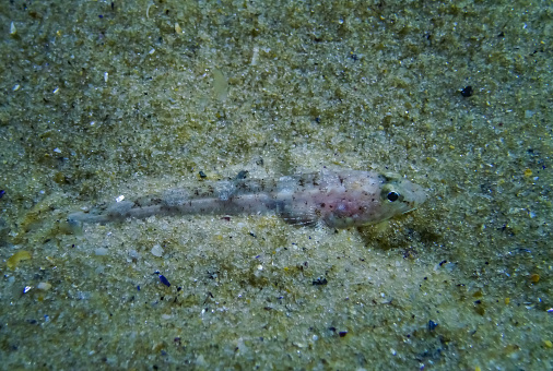 Marbled goby (Pomatoshistus marmoratus) disguised on a sandy seabed. Black Sea, Odessa Bay