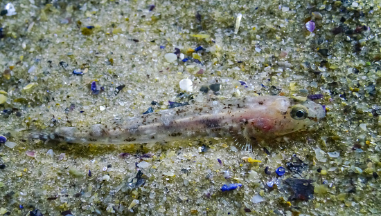 Marbled goby (Pomatoshistus marmoratus) disguised on a sandy seabed. Black Sea, Odessa Bay