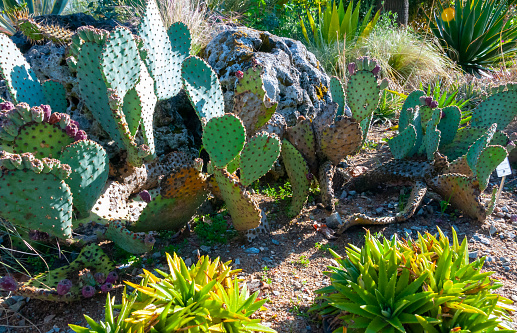 Prickly pear cactus  Opuntia sp. in a landscape design in a city park in Nantes, France
