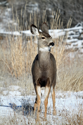 Mule Deer Doe in East Central Idaho.