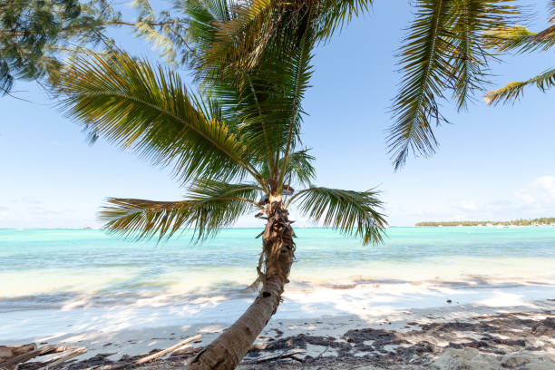 istock Coconut palm tree at sunny day with calm ocean and sandy beach 1945447141