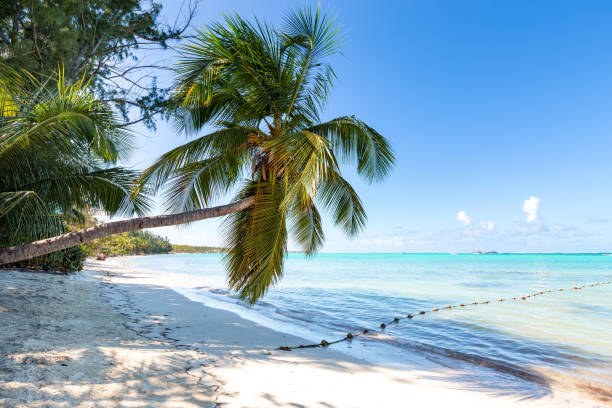 istock Coconut palm tree at sunny day with calm ocean and sandy beach 1945447156