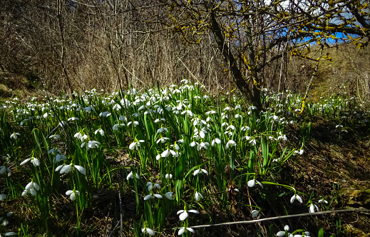 Galanthus elwesii (Elwes's, greater snowdrop), general shot of blooming snowdrops in the wild, Ukraine
