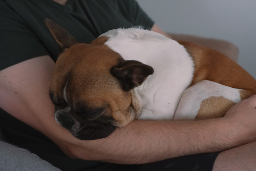 French bulldog sleeping on men's hands, pets care