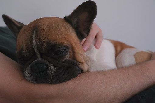 french bulldog sleeping in hand, people and pets tenderness