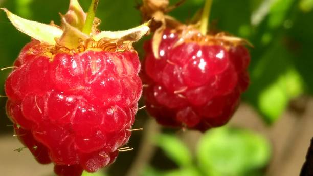 istock there are two raspberries hanging from the branch of a tree 1945466224