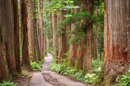 Nagano, Japan with the cedar tree-lined path to Togakushi shrine.