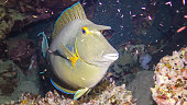 Shot-nose unicomfish (Naso unicornis), Fish at night slowly swims over the reef. Red Sea