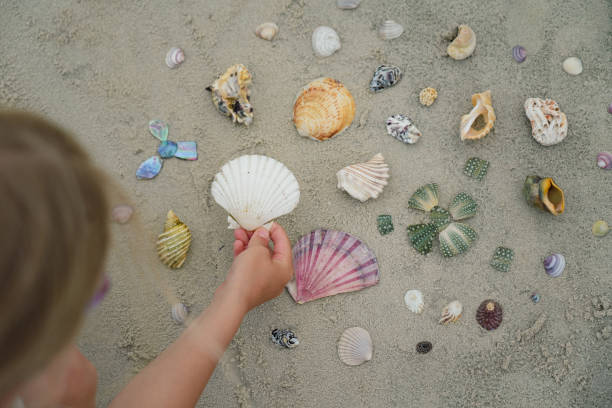 A child collecting sea shells on the beach