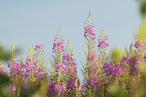 Group of pinkish Fireweed flowers on a summer day in Estonia, Northern Europe