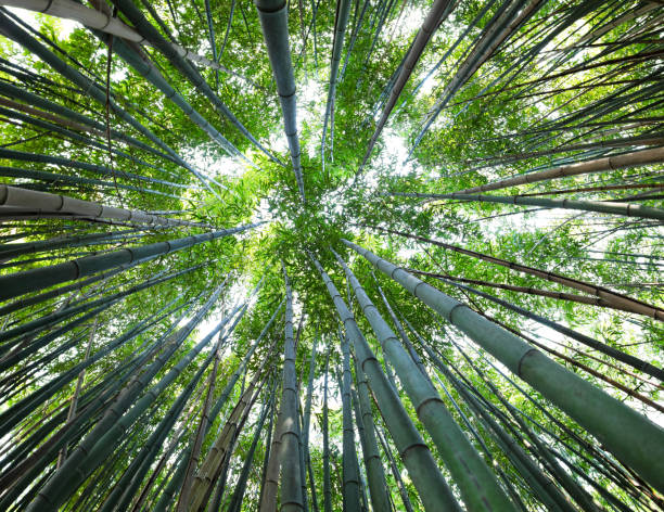 istock forest of tall green bamboo canes viewed from below 1945490600