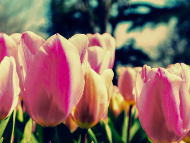 Gardening, hobby garden, tulipflowers