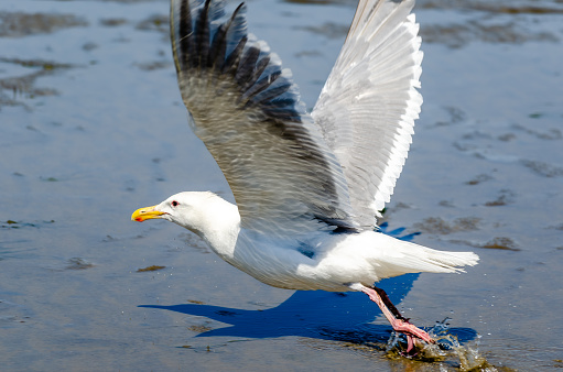 Larus seagull (western or glaucous-winged) taking off