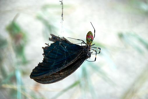 Dangling from the garden path at Hirado was an orb spider consuming a butterfly caught in its web, Hirado, Japan