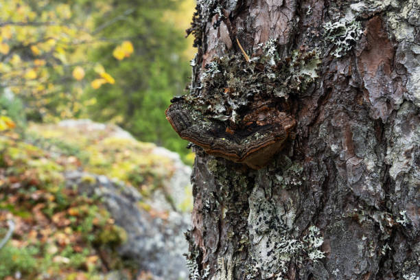 An old Pine conk fruiting body on a Pine tree trunk in a Finnish forest