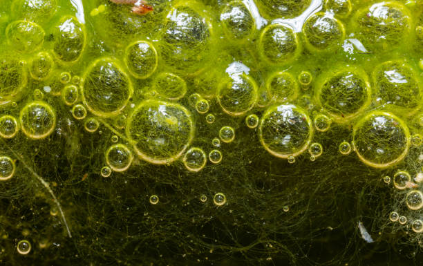 istock Freshwater algae Spirogyra release oxygen into the air, oxygen synthesis in water bodies 1945522608