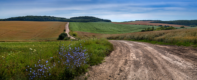 A rural dirt road along an agricultural field. Rural road in summer fields of ripe rapeseed, soybeans, chicory flowers. Agriculture, field landscape of a winding road