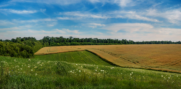 agricultural land on the hills. agriculture scene with green-yellow waves reaching a field of dry rapeseed.