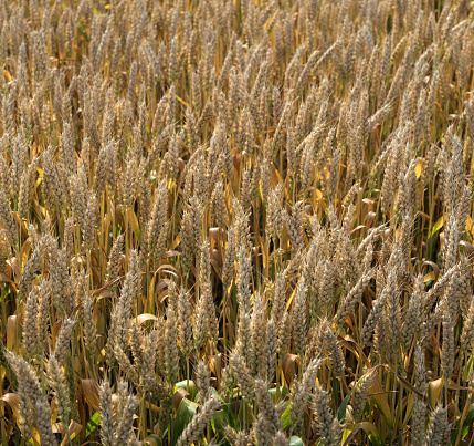 top view of cereal ears, wheat field close-up of ripe ears, time before harvest