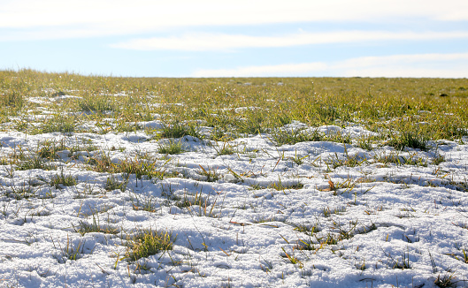 tufts of green grass emerging from there in the snow during the spring thaw