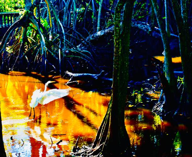 istock Part of a Series 3# Heron in Flight 1945558450