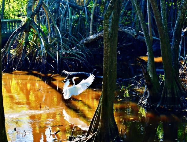 istock Part of a Series 4# Heron Takes Flight 1945558996