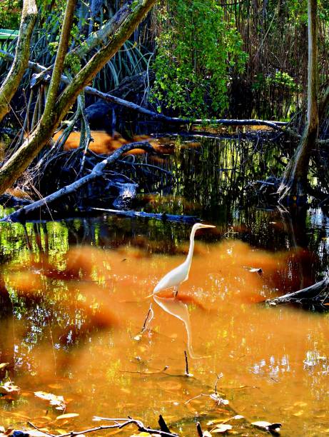 istock Part of a Series 4# Pristine White Heron 1945560025