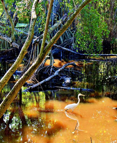 istock Part of a Series 3# Pristine white Heron 1945561059