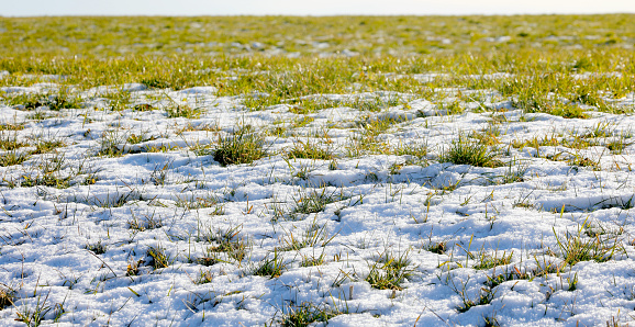 tufts of green grass emerging from there in the snow during the spring thaw
