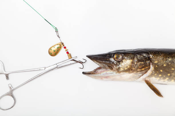 A pike with an open mouth lies on a white background. In front of her is a spinner on a leash and a special clip. Close-up