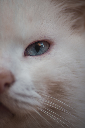 Close up of a white cat face with blue eyes