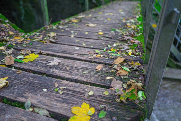 istock an old wooden walkway that is covered in leaves and grass 1945579068