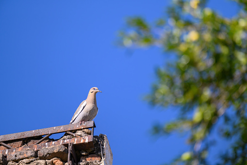 Small white bird perched on stone building