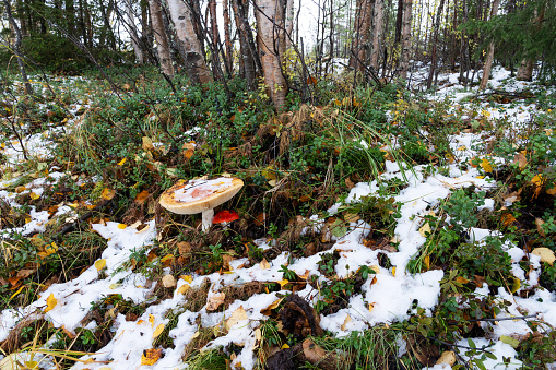 Colorful Fly agaric, Amanita muscaria in the middle of first snow of autumn in Lapland, Northern Finland