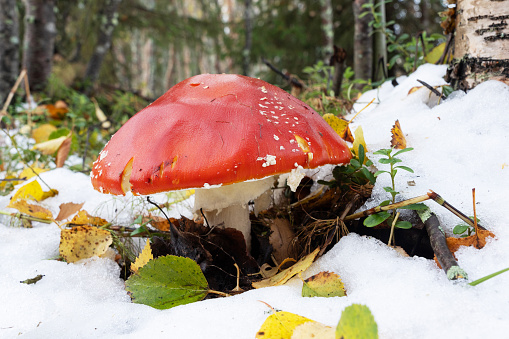 Colorful Fly agaric, Amanita muscaria in the middle of first snow of autumn in Lapland, Northern Finland