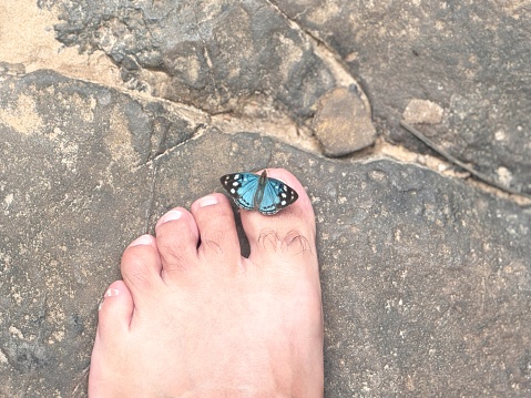 A beautiful blue butterfly rests with its wings open on the toe of a man who is stepping on a rock.