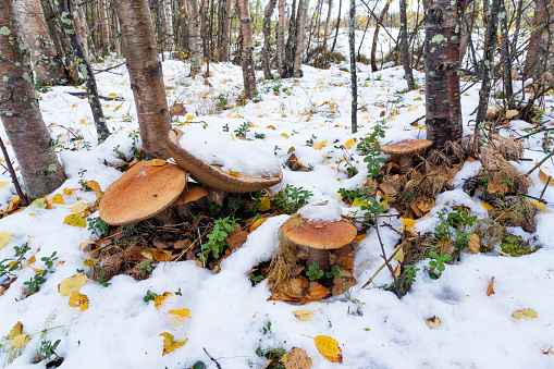 Large edible Boletus mushrooms covered with the first snow of the autumn in Lapland, Northern Finland