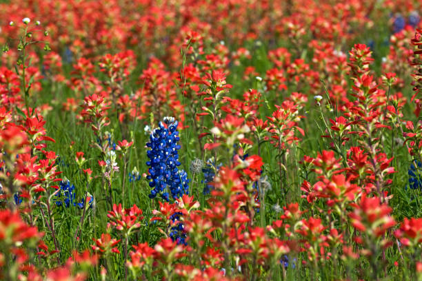 Bluebonnets Growing Among the Indian Paintbrush