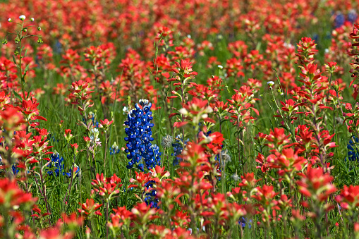 Bluebonnets in bloom surrounded by Indian Paintbrush