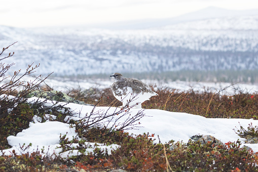 Rock ptarmigan walking on fresh snow in the mountains of Urho Kekkonen National Park, Northern Finland