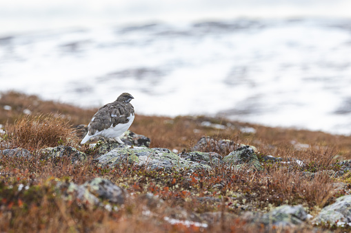 Rock ptarmigan resting on cold autumn day with fresh snow in the mountains of Urho Kekkonen National Park, Northern Finland