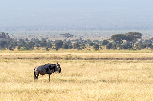 A white-bearded wildebeest, side profile, in the open grasslands of Amboseli National Park, Kenya.