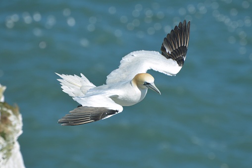 colour photo of a Gannet in flight. Taken from above with backdrop of cliff and blue sea.