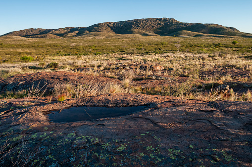 Creosote bush, Lihue Calel National Park, La Pampa, Argentina