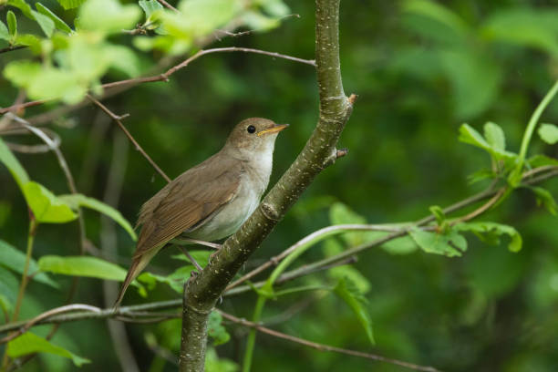 istock Thrush nightingale perched on a beautiful spring evening in a woodland in Estonia 1945648223
